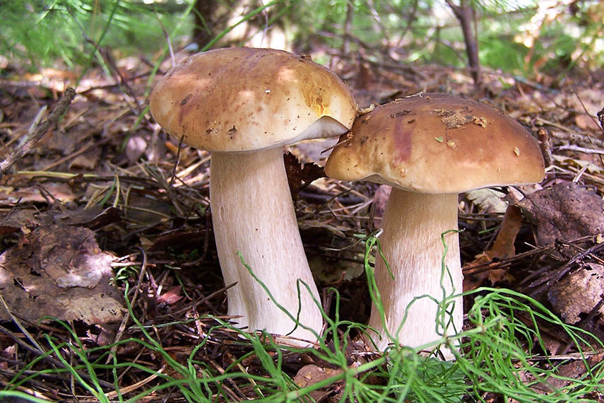 Weißer Champignon