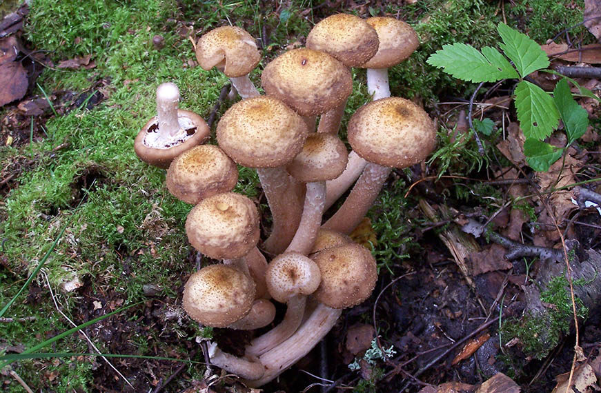 Herbstlicher Hallimasch
