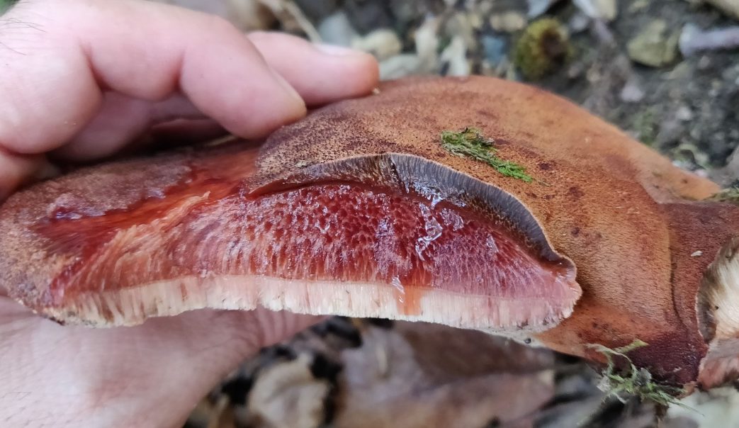 Champignons du foie
