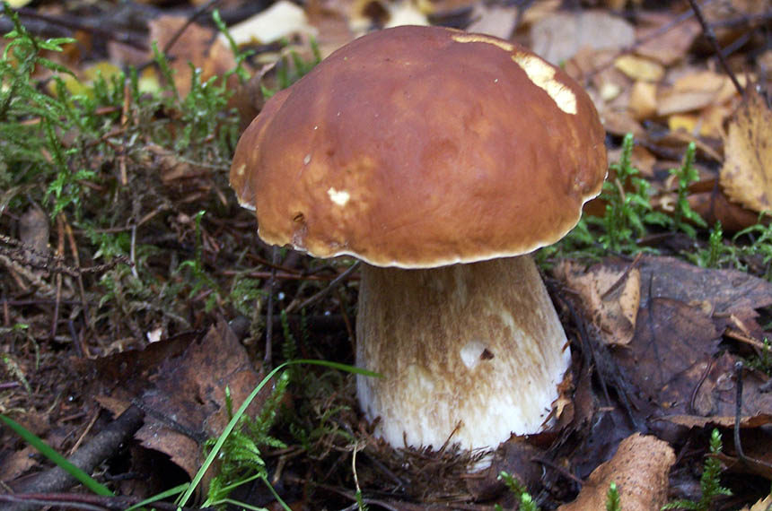 Weißer Champignon