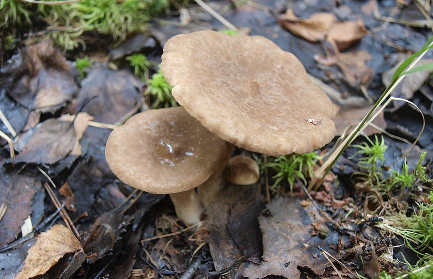 Lactarius fulvus