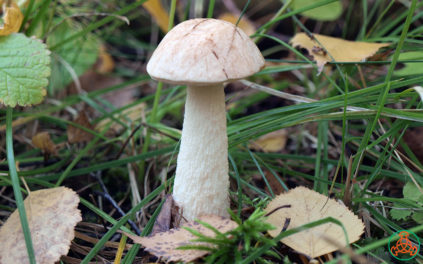 Pilz