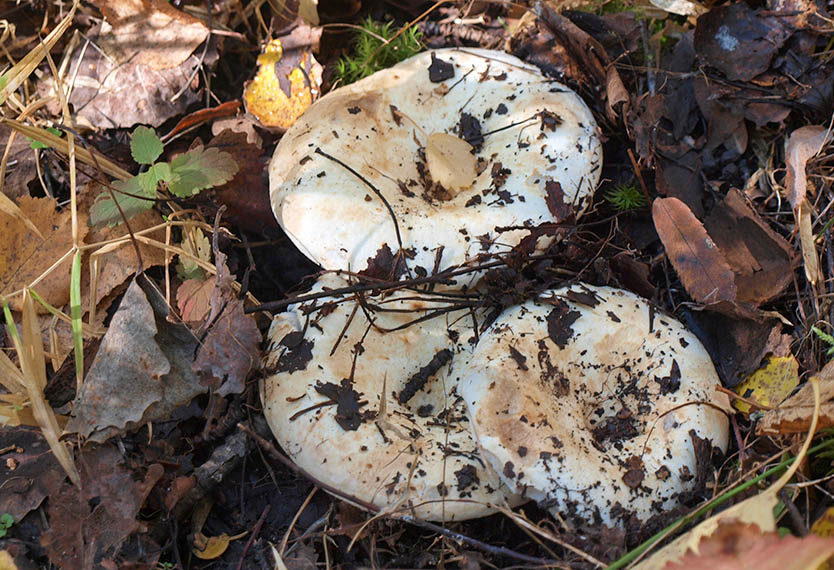 Coiffe de lait blanche