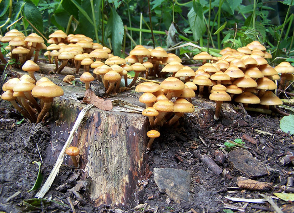 Sommer-Honigpilz