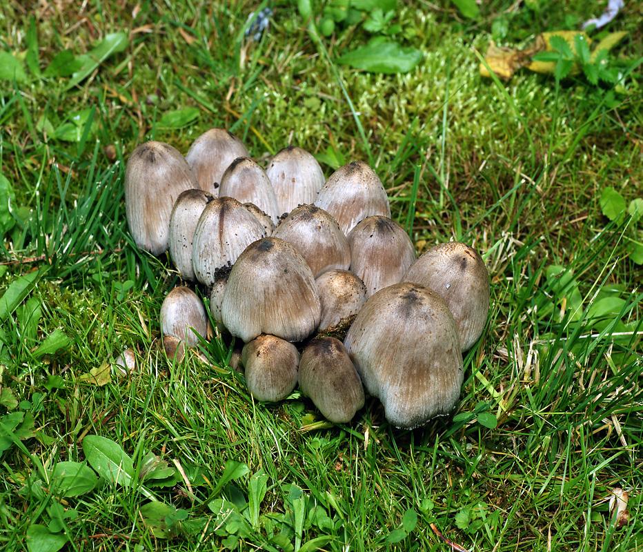 Grauer Mistkäfer