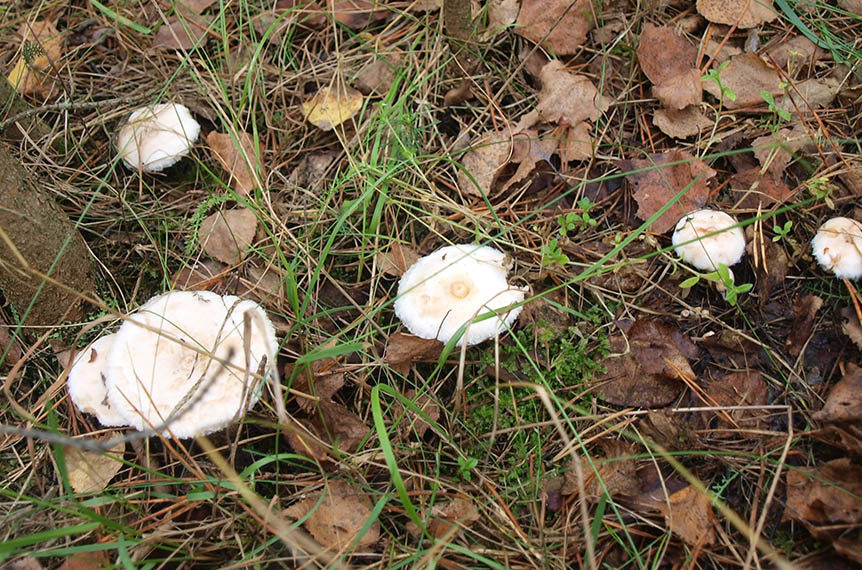 Papillon blanc