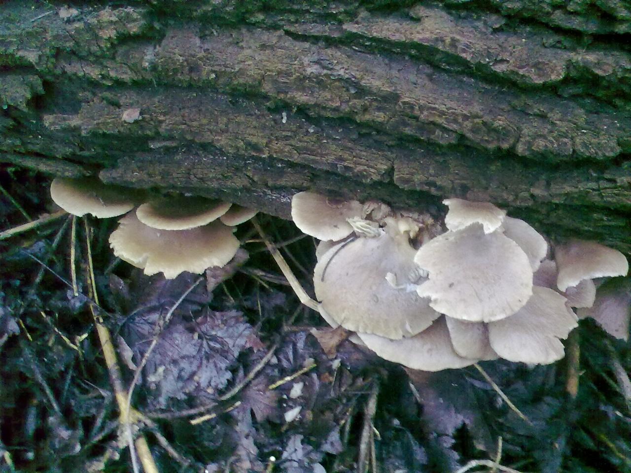Pleurote