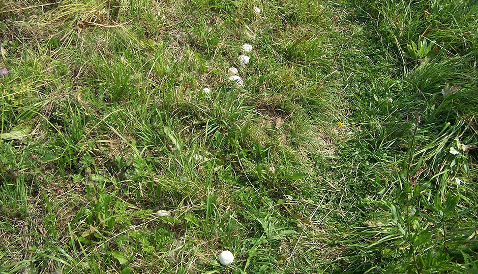 Champignons