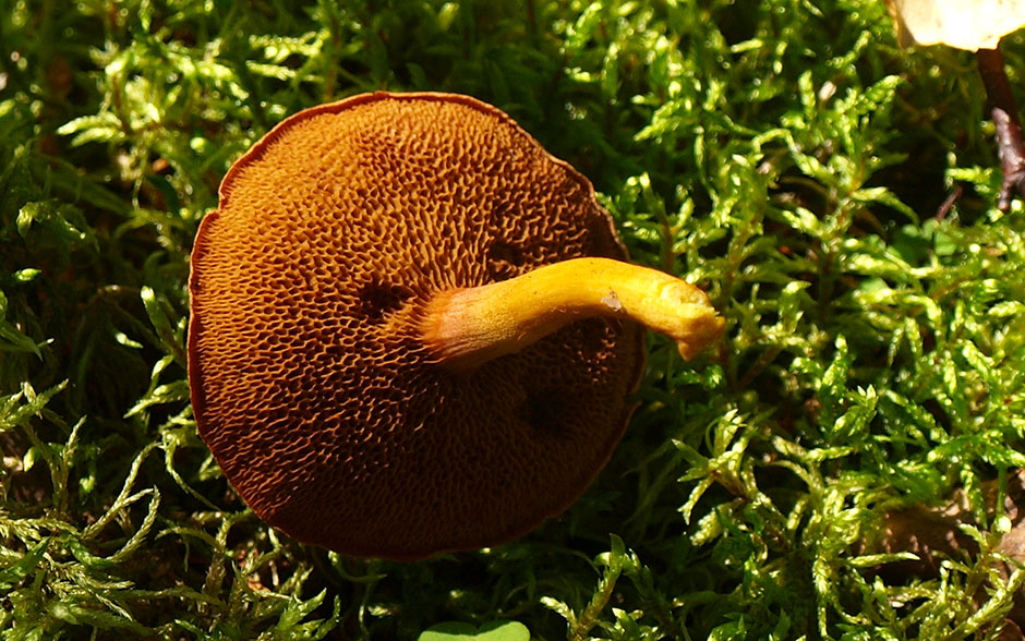 Fungo peperone