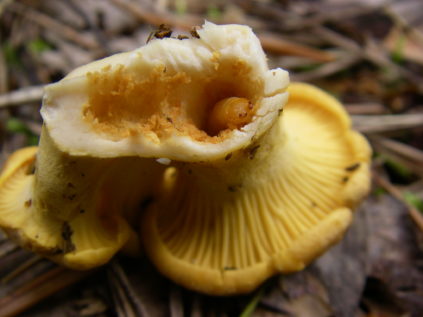 Pilz