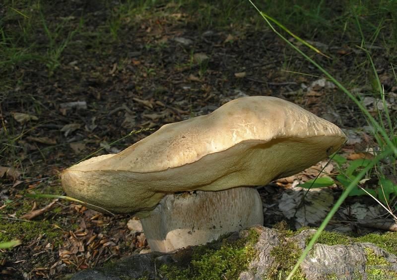 cèpes de Crimée