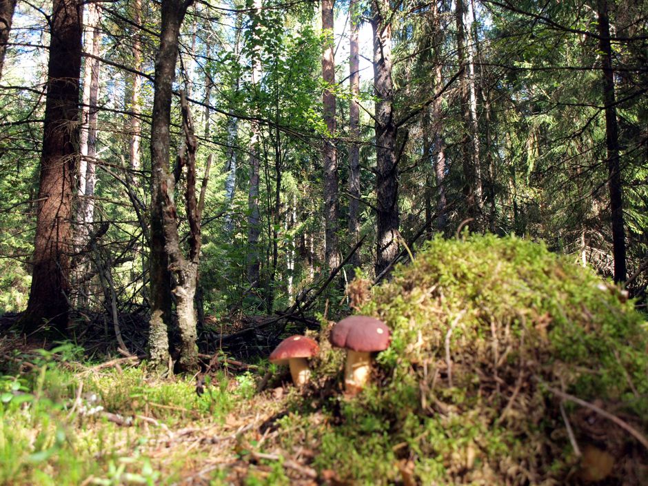 Pilze