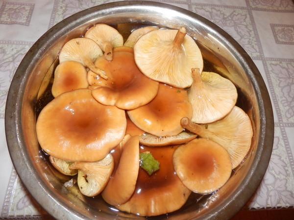 Cucinare i funghi amari