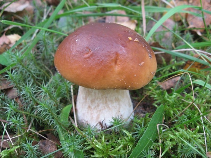 Weißer Champignon