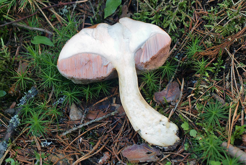 Champignon gallicole dans la section