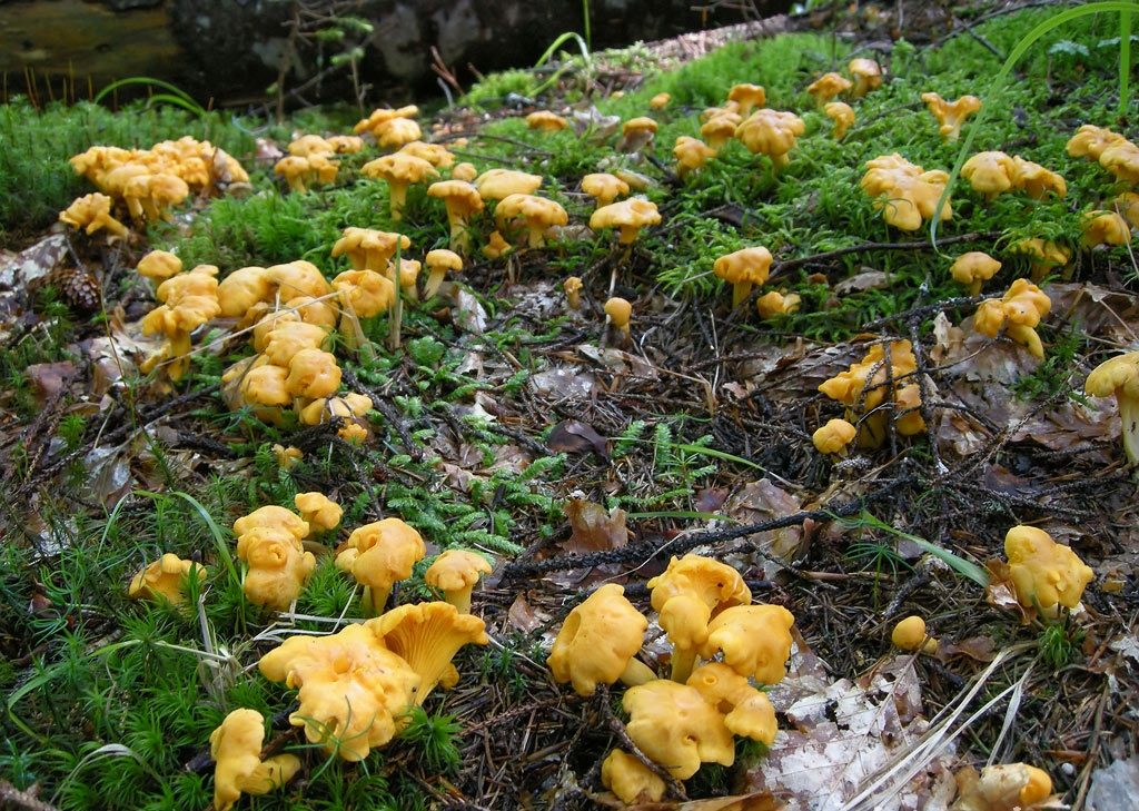 Pfifferlinge