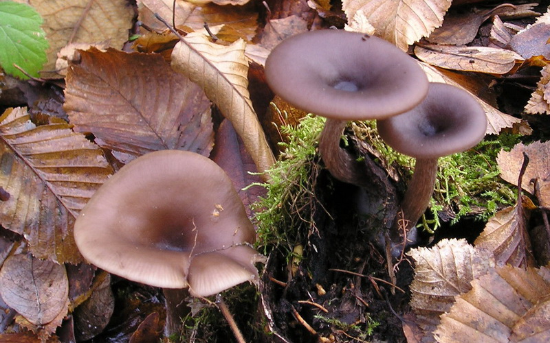 Sprechende Pilze
