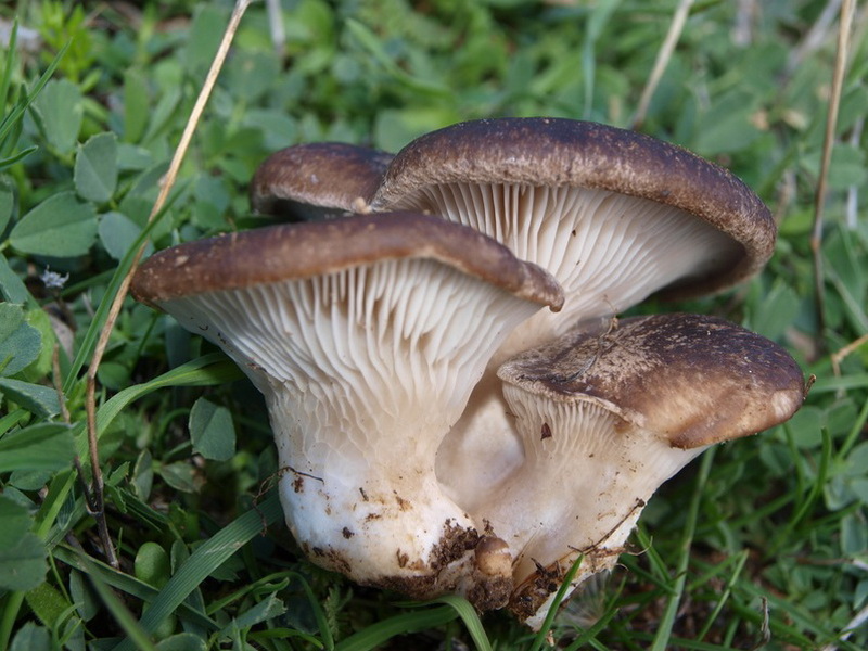 Pleurote des steppes