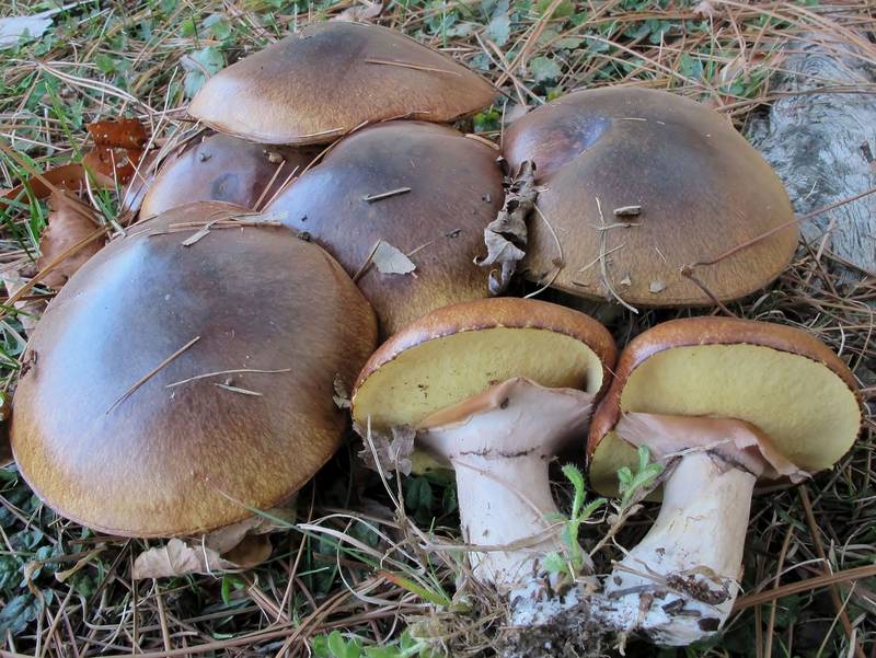 Schmetterlinge