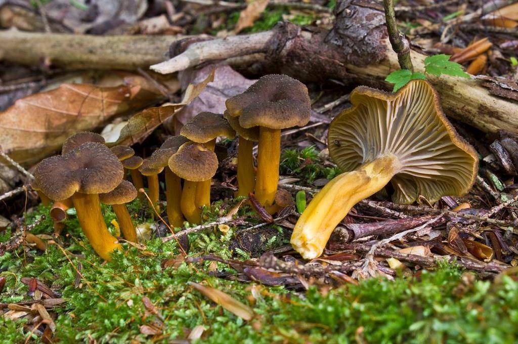 Champignons
