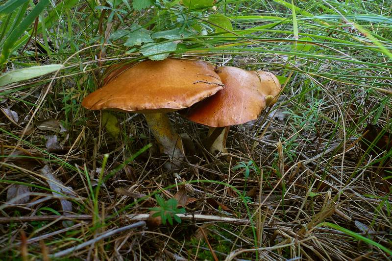 Schmetterlinge
