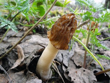 Hongos