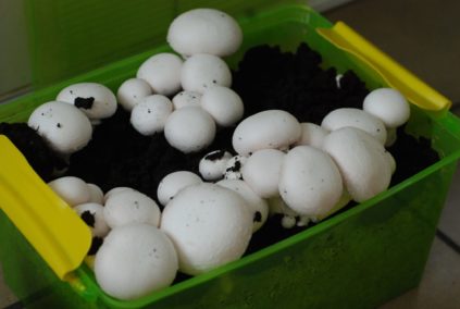 Funghi