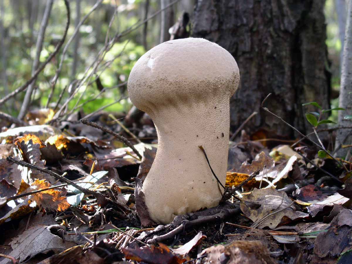 Champignons