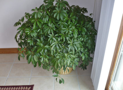 Schefflera
