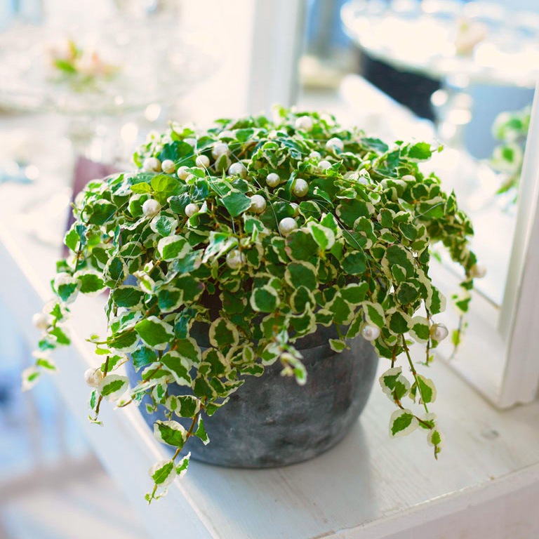 Kriechender Ficus