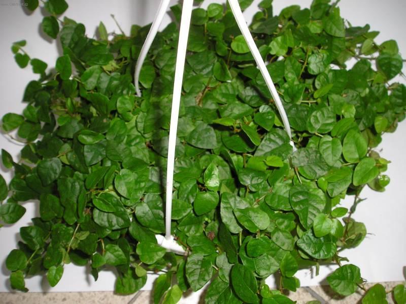 Ficus strisciante