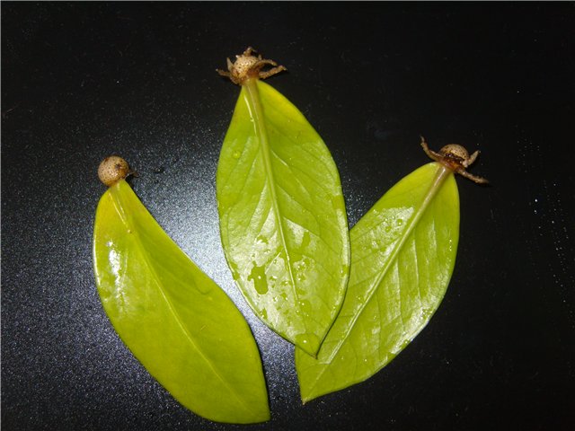Blatttransplantation
