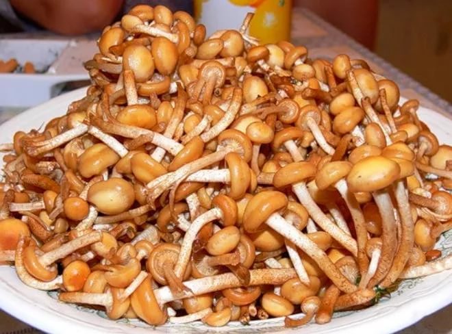 Белени медени гъби