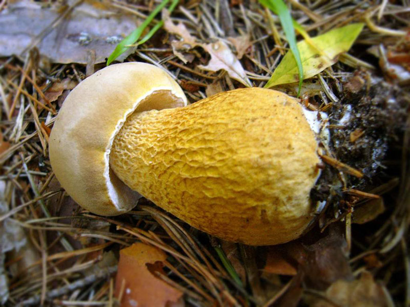 Bitterling
