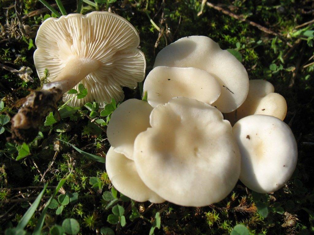 White Talker