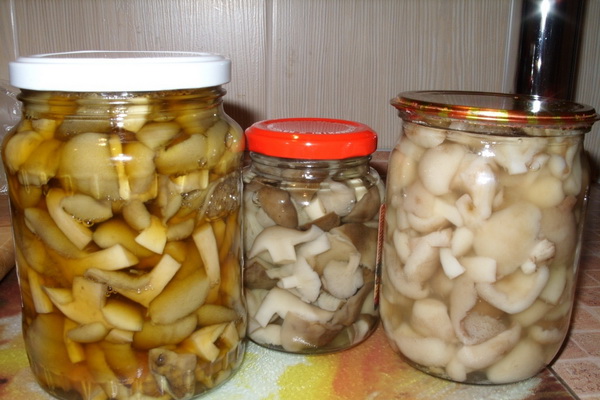 Austernpilze aus der Dose