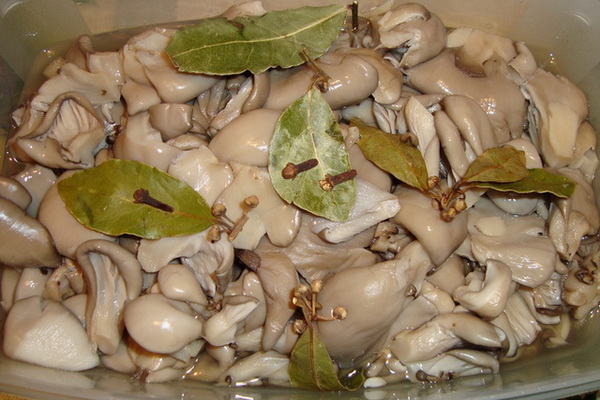 Austernpilze aus der Dose