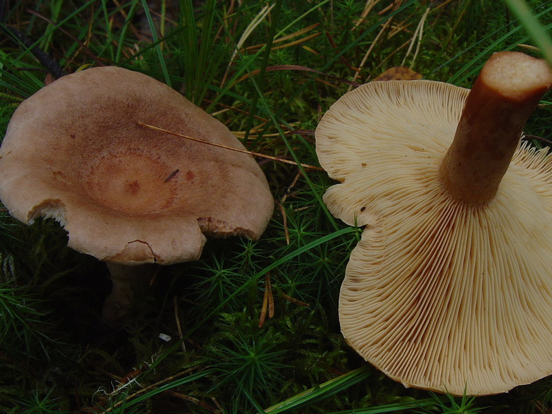 Agaric