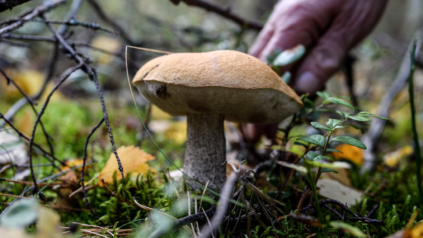 Pilz