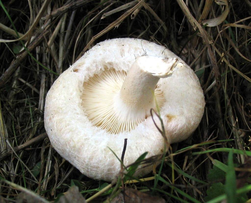 Papillon blanc