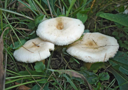 Papillon blanc