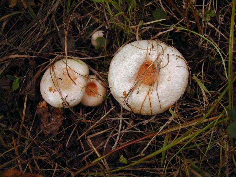 Papillon blanc