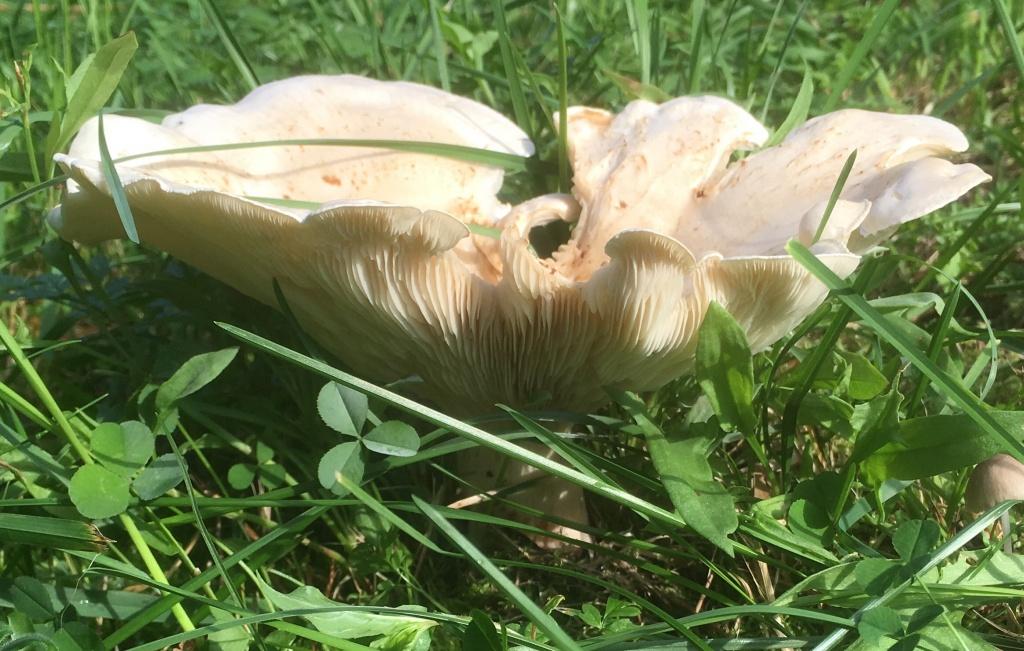 Cochon blanc géant