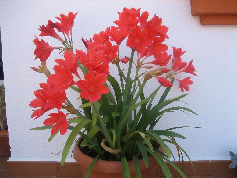 Fleurs bulbeuses d'intérieur