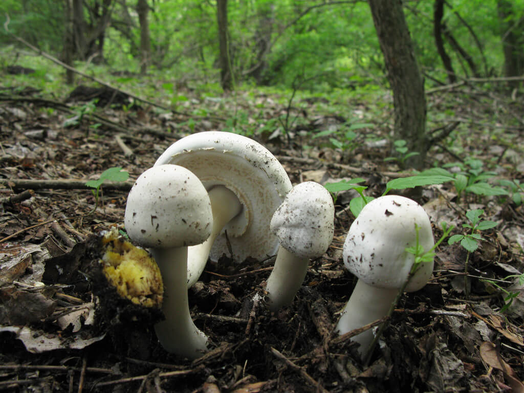 Champignon