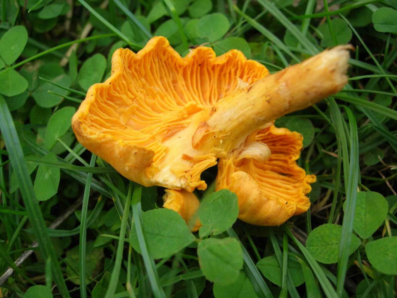 Pfifferlinge