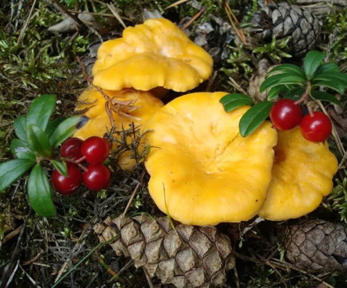 Pfifferlinge