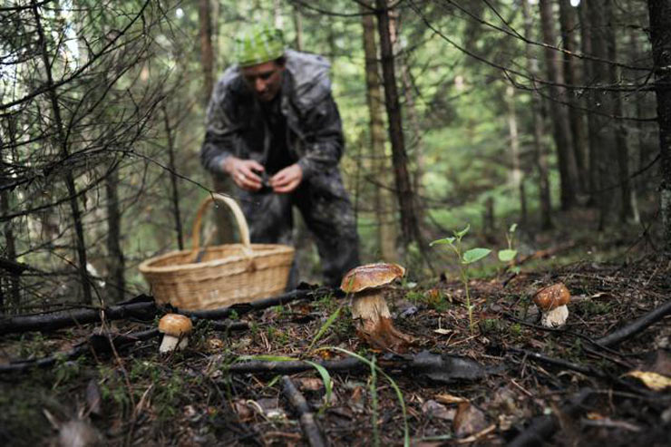 Raccolta dei funghi