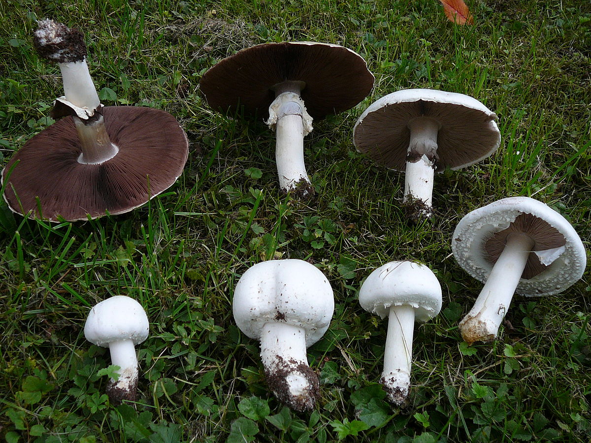 Champignons