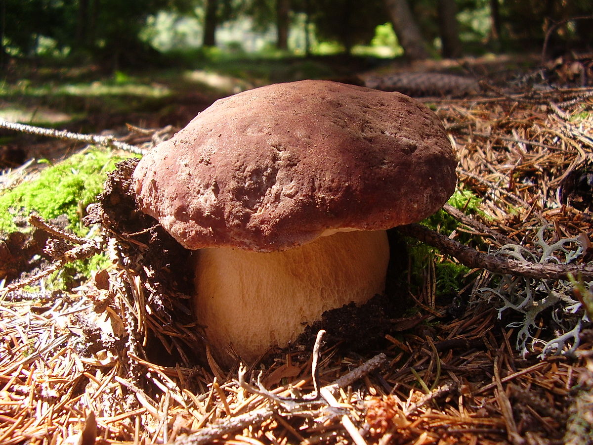 Weißer Champignon